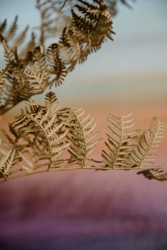 Detail of brown dried fern plant with pastel background - Australian Stock Image