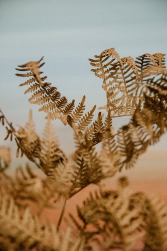 Detail of brown dried fern plant with pastel background - Australian Stock Image