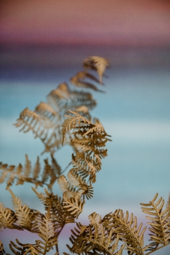 Detail of brown dried fern plant with pastel background - Australian Stock Image