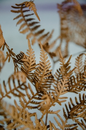 Detail of brown dried fern plant with pastel background - Australian Stock Image