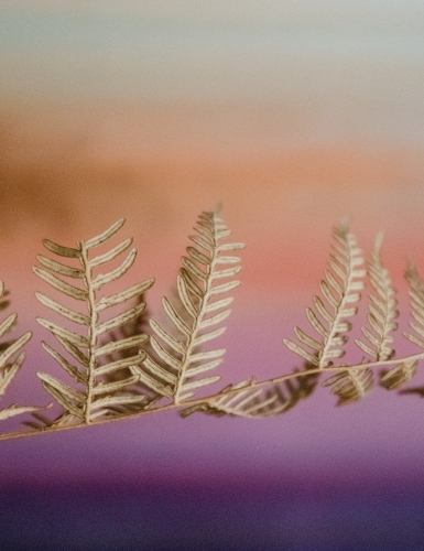 Detail of brown dried fern plant with pastel background - Australian Stock Image