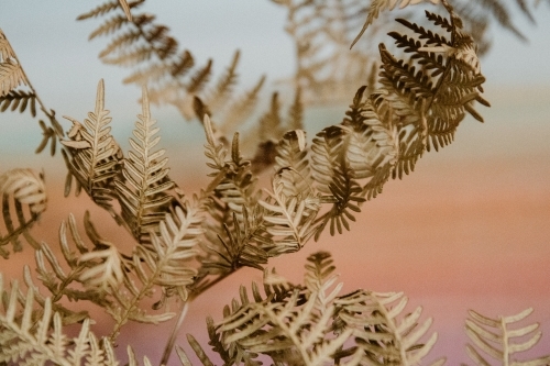 Detail of dried, brown fern plant with pastel background - Australian Stock Image