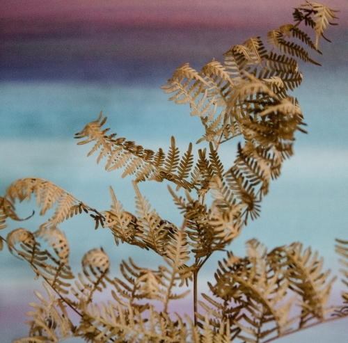 Detail of dried, brown fern plant with pastel background