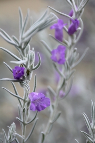 Detail of purple emu bush flower - Australian Stock Image