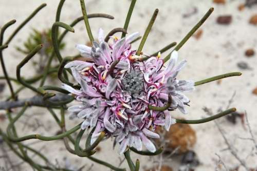 Detail of purple wildflower - Australian Stock Image