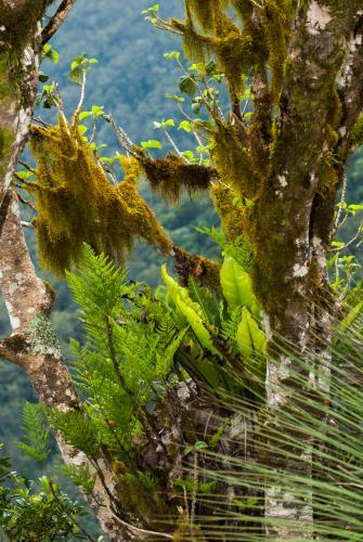 Detail shot of mosses, lichens and ferns with varying textures and shades of greens and browns - Australian Stock Image