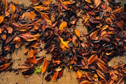 Detail shot of orange and brown leaf litter on beach sand - Australian Stock Image