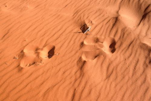 Detail shot of ripples and animal prints in orange desert sand - Australian Stock Image