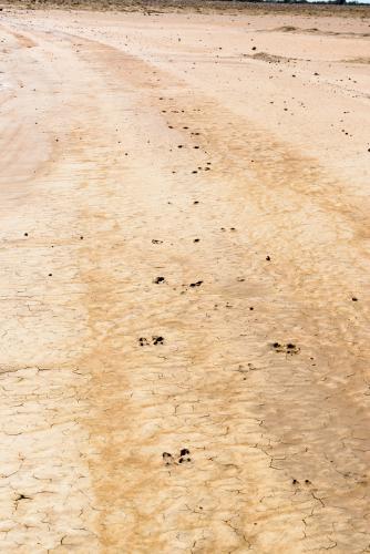 Detail shot of wet and cracked mud with kangaroo footprints - Australian Stock Image