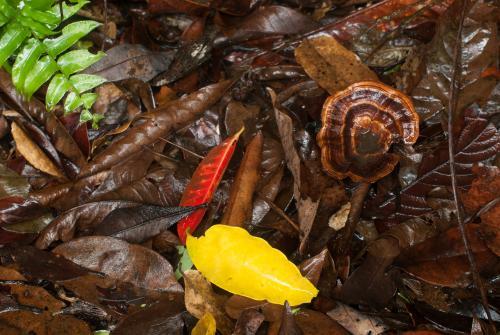 Detail shot of wet forest floor with yellow, red and brown leaves, green fern frond and brown fungi - Australian Stock Image