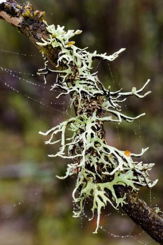 Detail view of fruiting lichens on a branch with webs - Australian Stock Image