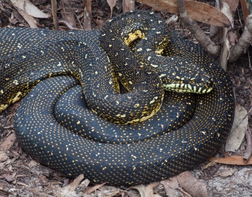 Diamond Python (Morelia spilotes) - Australian Stock Image