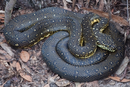 Diamond Python (Morelia spilotes) - Australian Stock Image