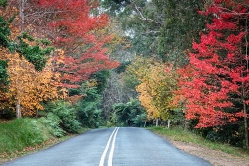 Different shades of autumn on a small country road in the Blue Mountains - Australian Stock Image