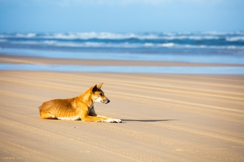 Dingo, Fraser Island - Australian Stock Image