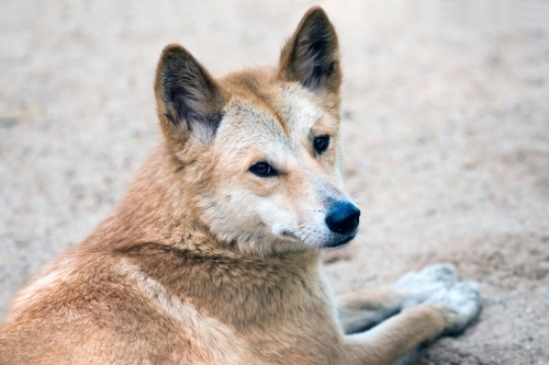 Dingo looking over shoulder at camera - Australian Stock Image