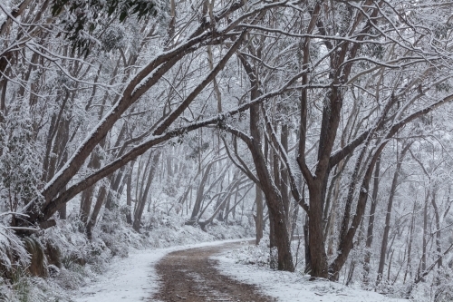 Dirt road through forest after snowfall - Australian Stock Image