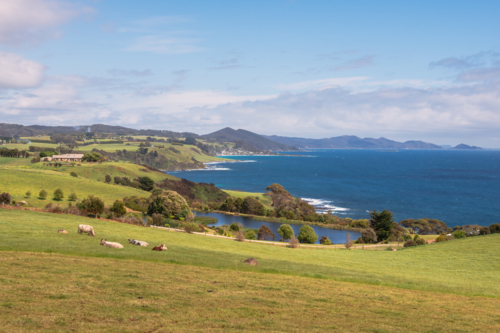 Distant view of cattle grazing on an open green field. - Australian Stock Image