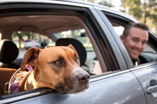 Dog and Smiling Man sitting in Silver Car - Australian Stock Image