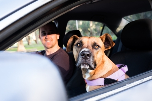 Dog and smiling man sitting in silver car looking at camera ready for road trip - Australian Stock Image