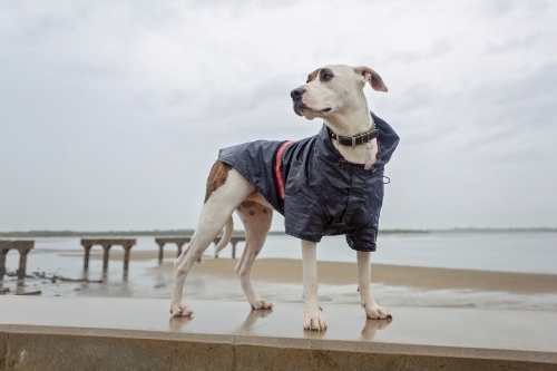 dog in a raincoat in the rain - Australian Stock Image