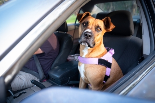 Dog in Car looking at Camera out window - Australian Stock Image