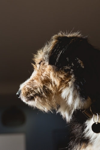 Dog in profile - Australian Stock Image