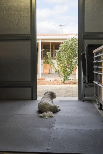 Dog in the Shed Doorway - Australian Stock Image