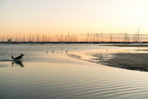 Dog in Water at St Kilda Beach - Australian Stock Image