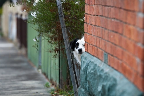 Dog looking through a gap in fence