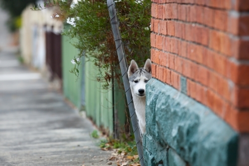 Dog looking through a gap in the fence - Australian Stock Image