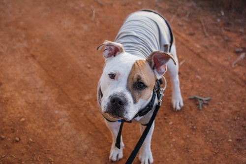 Dog looking up with ears pricked up - Australian Stock Image