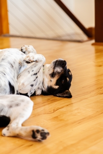 Dog lying on wooden floor of house inside - Australian Stock Image