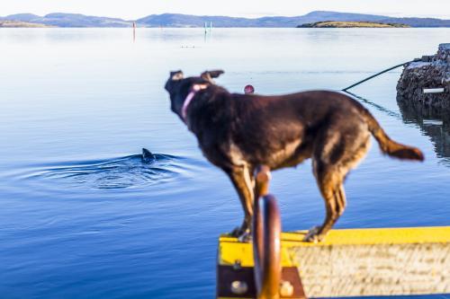 Dog on a jetty watching a seal swim in the water. - Australian Stock Image