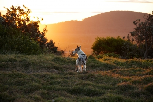 Dog on mountain at sunset - Australian Stock Image
