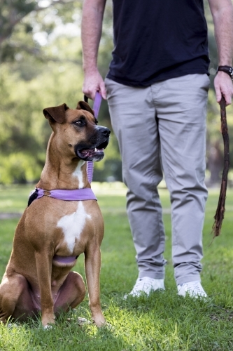 Dog sitting next to male owner in park - Australian Stock Image