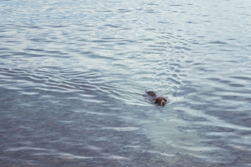 dog swimming in the ocean - Australian Stock Image