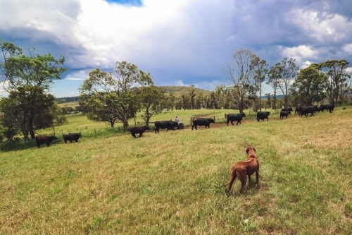 Dog watching a line of cattle being mustered along a fence line with farmer in the background - Australian Stock Image