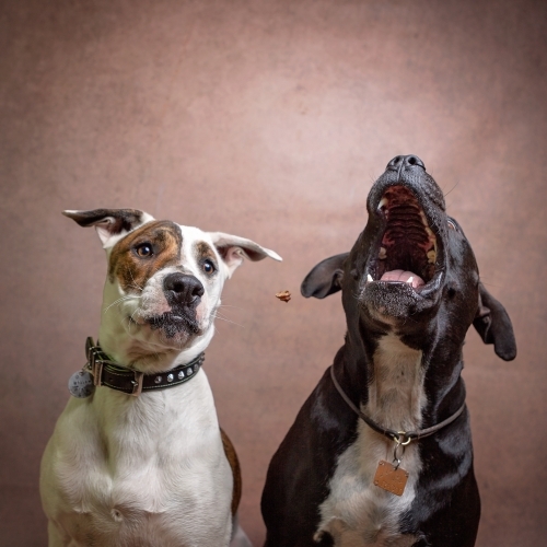 Dogs in Studio catching Treats Thrown to Them. - Australian Stock Image