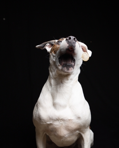 Dogs in Studio catching Treats Thrown to Them. - Australian Stock Image