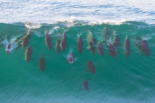 Dolphins Riding Waves - Australian Stock Image