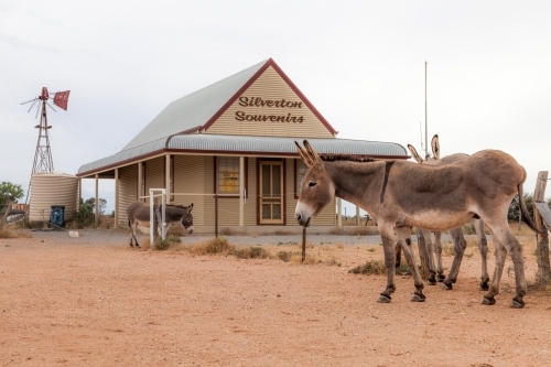 Donkeys in Regional Australia - Australian Stock Image