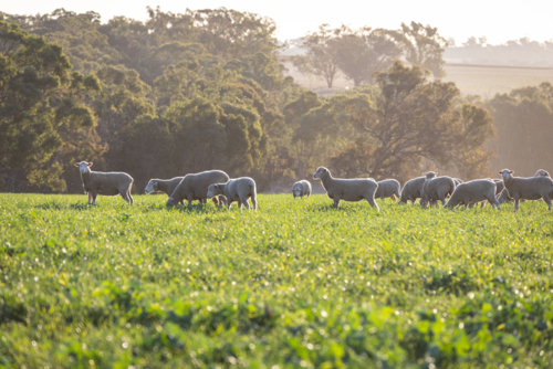 Dorset lambs standing in a green grazing wheat crop at sunset - Australian Stock Image