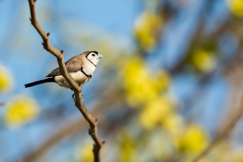 Double barred Finch on branch with blurred  background - Australian Stock Image