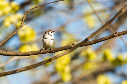 Double barred Finch on Branch with blurred blossom in the background - Australian Stock Image