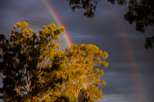 double rainbow behind gum trees in the afternoon light - Australian Stock Image