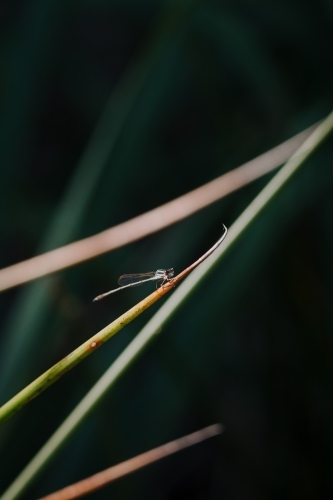 Dragonfly - Australian Stock Image
