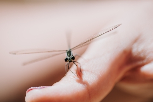 Dragonfly on a thumb - Australian Stock Image