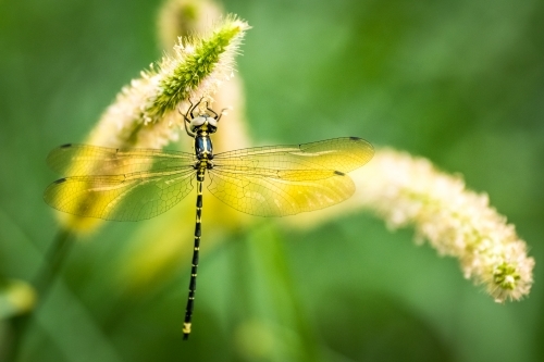 Dragonfly perched on a plant with a fuzzy flower spike. - Australian Stock Image