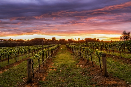 Dramatic sunrise over rows of grapevines - Australian Stock Image